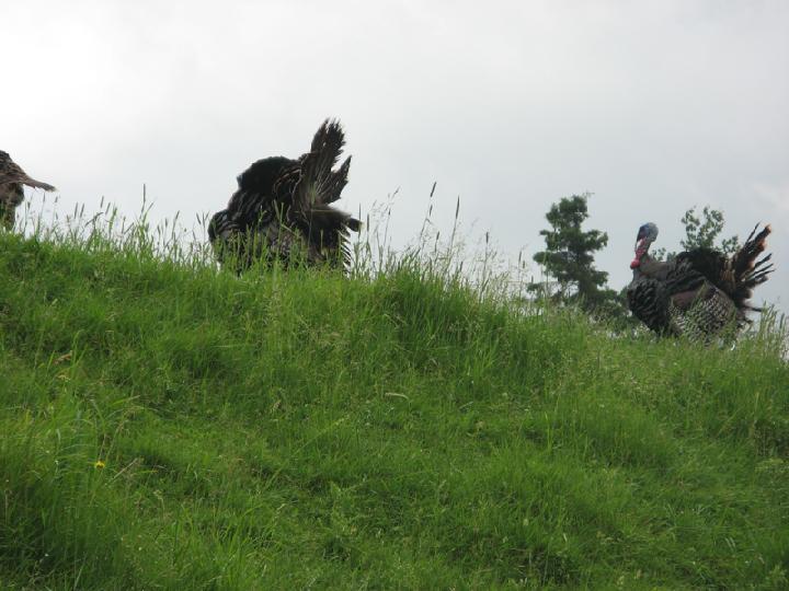 zoo 094.JPG